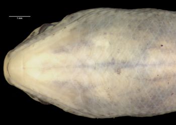 Media type: image;   Herpetology R-44234 Aspect: head ventral